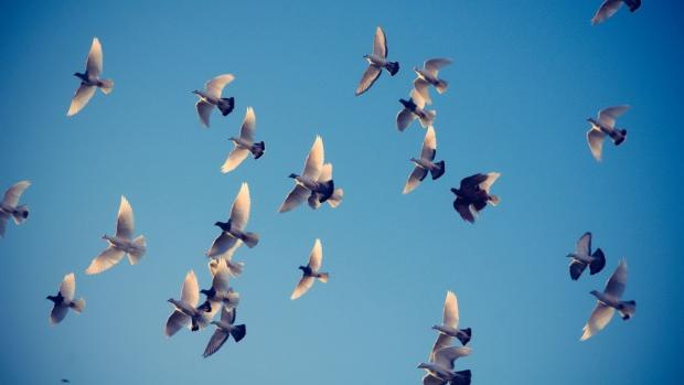 В Сочі отруїлися десятки голубів. Фото: positime.ru.