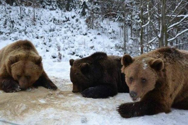 Ведмеді радіють снігу. Фото: "Фейсбук".
