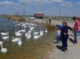 В окупованій Євпаторії нелюди до смерті забили білих лебедів (відео)