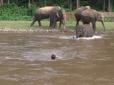Слоненя поспішає на допомогу: У мережі набирає популярність відео порятунку 
