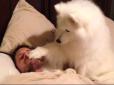 З такими довго не  поспиш: Як наполегливо і мило собаки будять своїх господарів (відео)