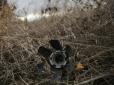 Росія мусить відшкодувати збитки, нанесені екології Донбасу, - міністр