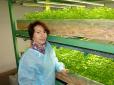 10 врожаїв на рік: Переселенка з Луганщини займається успішним бізнесом з вирощування зелені на Галичині
