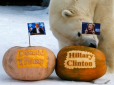 Прогноз із Сибіру: У російському зоопарку ведмедя нагодували гарбузовими Трампом і Клінтон (фото)