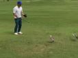 Птахи намагалися захистити м'ячик на турнірі з гольфу, прийнявши за своє яйце (відео)