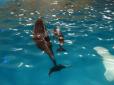 Життя триває: У Харкові дельфіни, евакуйовані з зони АТО,  привели поповнення (фото)