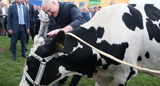 Лукашенко тримає вдома корів і страусів. Фото: Sputnik Беларусь.