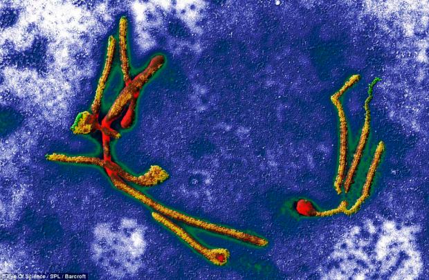 Вірус лихоманки Ебола. Фото з сайту The Daily Mail