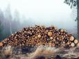 Мораторій не вирішує проблеми хижацької вирубки лісу в Карпатах, - експерт