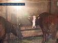 Под Ростовом 5 быков признали виновными в групповом изнасиловании коровы
