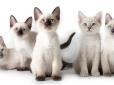 Котячі секрети: Топ-9 фактів про кішок, про які ви навряд чи здогадувалися (фото)