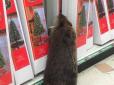 Незвичний покупець: у США бобер прийшов до супермаркету по новорічну ялинку