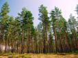 Суд повернув державі 14 гектарів лісу на Київщині