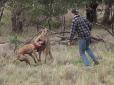Незвичайна подія: австралієць вдарив в писок кенгуру, щоб захистити свою собаку (відео)