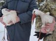 Доброта врятує світ: Черкаські прикордонники визволили з снігового полону двох лелек (фото)