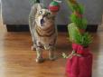 Коты против новогодних украшений (фото)