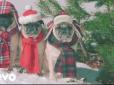 Група актриси Зої Дешанель випустила різдвяний кліп з мопсами в новорічних костюмах (відео)