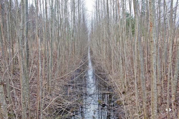 Оросительный канал, вырытый в глинистой почве в лесу, который пролегает по периметру разрушенного советского ракетного бункера в Латвии.