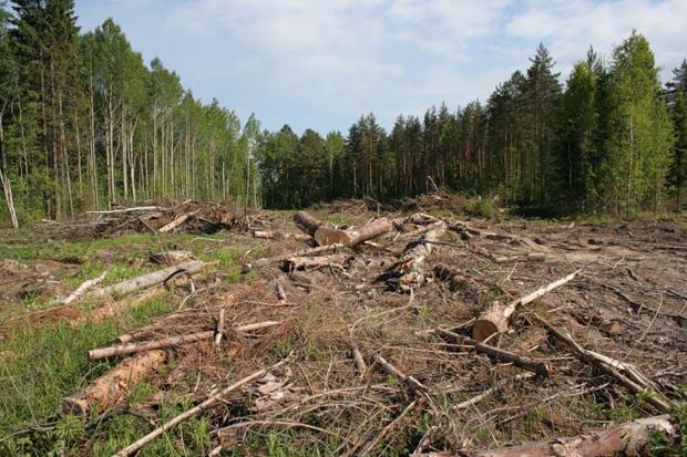 На Житомирщині вирубають ліси. Фото: Репортер Житомира.
