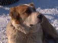 В Харкові алабаї ледь не загризли дітей: Господареві собак загрожує штраф... аж у 51 гривню (фото, відео)