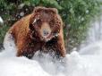Бурий ведмідь у Карпатах напав на двох туристів (відео)