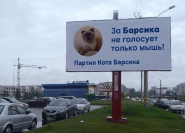 Передвиборна агітація політика кота Барсика. Фото: ВКонтакте.