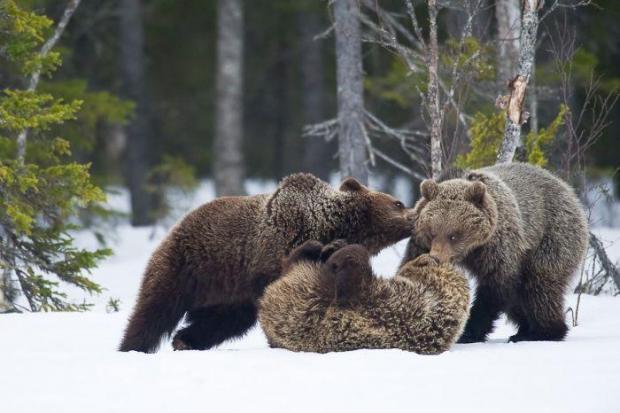 Бурі ведмеді. Фото: animalworld.com.ua.
