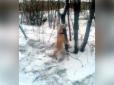Скрепна збочена жорстокість: У Росії вкотре на дереві повісили собаку (фото)