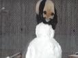 Панда, яка вважає себе сніговиком, стала хітом мережі (відео)