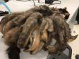 Кішка з дредами: У США тварина ледь не померла під вагою своєї шерсті (фото)