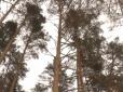 Новорічна лихоманка: На Сумщині намагаються врятувати ліс від знищення через масове вирубування хвойних дерев (відео)
