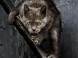 На Рівненщині спалах сказу: Оскаженілий кіт напав на господарів