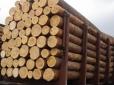 ЄС прагне контрабандної деревини з України: До Румунії намагалися вивезти 56 вагонів лісу-кругляка (відео)