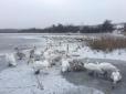 Їх треба негайно рятувати: У Коломиї на головному озері міста замерзають лебеді