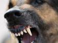 Трагедія на Київщині: Собаки на смерть загризли чоловіка