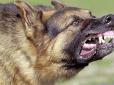 Трагедія під Києвом: З`явилися подробиці загибелі чоловіка від зубів собак