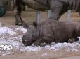 ​Всі діти однакові: Мережу зворушили ігри малюка-носорога, котрий вперше побачив сніг (відео)