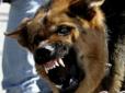 Біда не приходить одна: На Херсонщині собаки на смерть загризли чоловіка