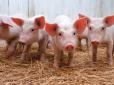 Крим у паніці: На п'яти свинофермах виявлено небезпечний вірус