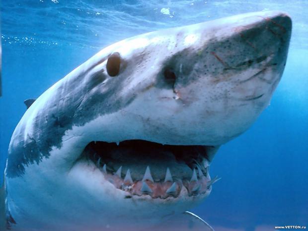 Сіра акула-бик. Фото: АТН.