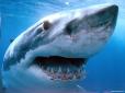В Австралії акула напала на дайвера під час підводного полювання (відео)