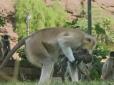 Мавпи-лангури прийняли  в свою зграю робота (відео)