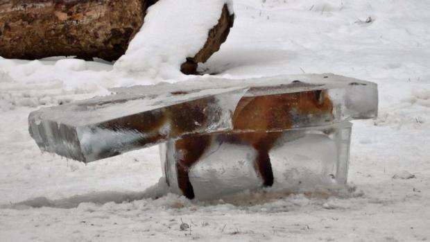 Лисиця у льоду. Фото: "Твіттер"