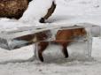 У Німеччині в брилі льоду замерзла лисиця (фото)