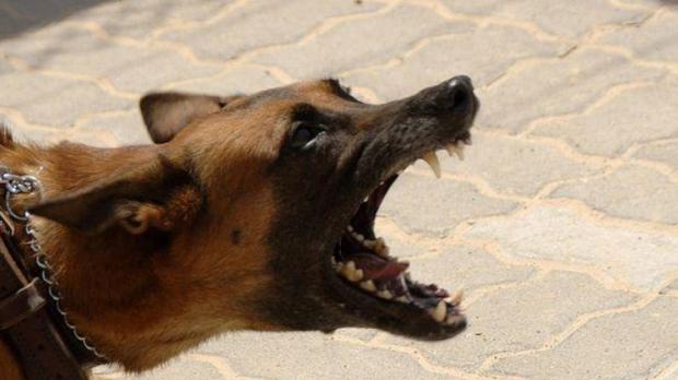 Скажених собак спочатку лякаються, а потім вбивають. Фото: Подробности.