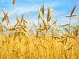 Збір зернових в Україні: Встановлено історичний рекорд
