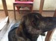 Неприємності французького винороба на Одещині продовжуються: Сусід підстрелив собаку француза