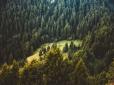 Природа мститиме українцям за кругляк для Європи: У Карпатах 1/4 лісів зрубали всього за шість років