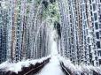 Неймовірна краса: Японський Кіото перетворився на зимову казку (фото)