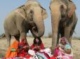 В Індії селяни зв'язали слонам  піжами (фото)